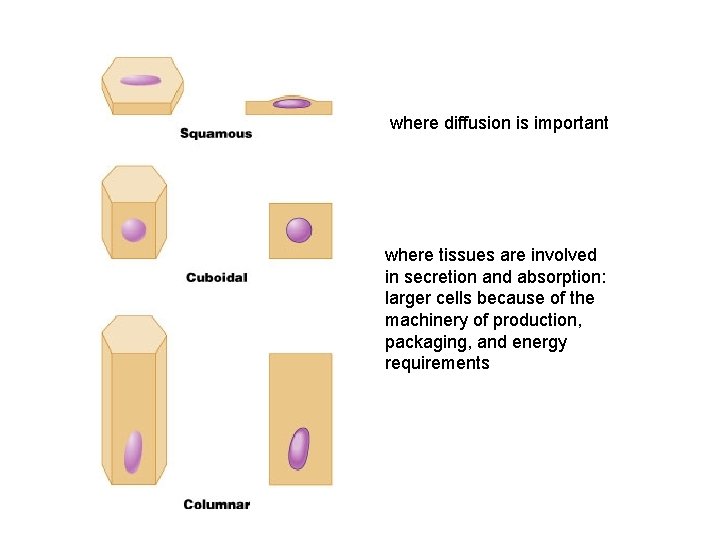 where diffusion is important where tissues are involved in secretion and absorption: larger cells