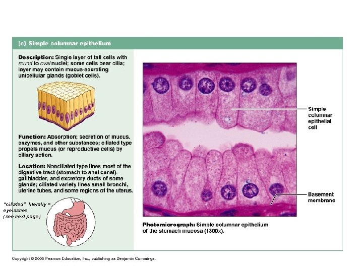 “ciliated” literally = eyelashes (see next page) 