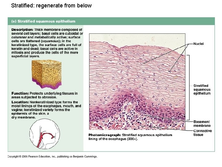 Stratified: regenerate from below 