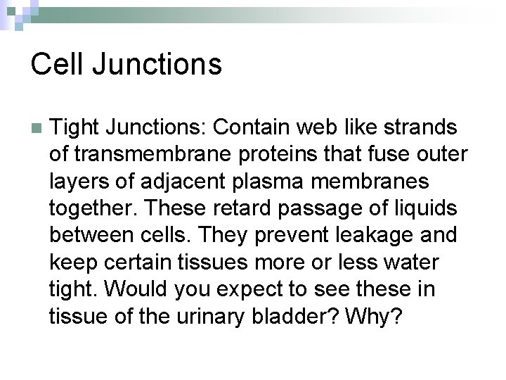 Cell Junctions n Tight Junctions: Contain web like strands of transmembrane proteins that fuse
