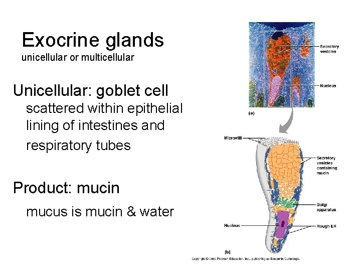 Exocrine glands unicellular or multicellular Unicellular: goblet cell scattered within epithelial lining of intestines