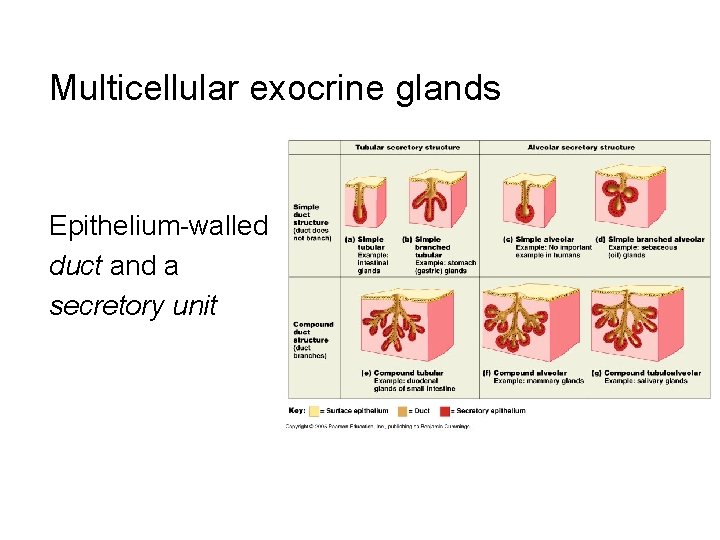 Multicellular exocrine glands Epithelium-walled duct and a secretory unit 