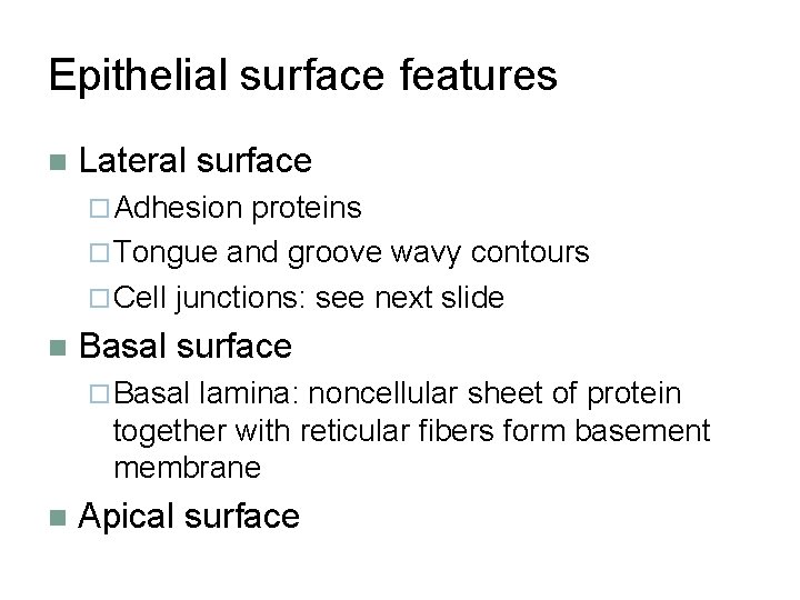 Epithelial surface features n Lateral surface ¨ Adhesion proteins ¨ Tongue and groove wavy
