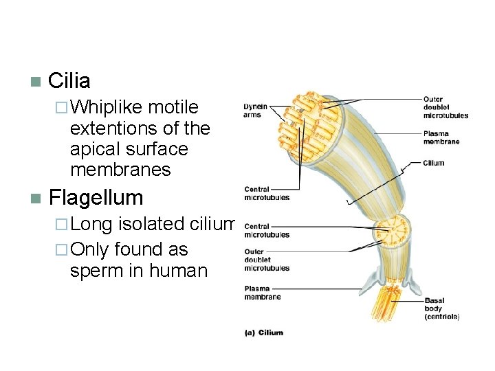 n Cilia ¨ Whiplike motile extentions of the apical surface membranes n Flagellum ¨