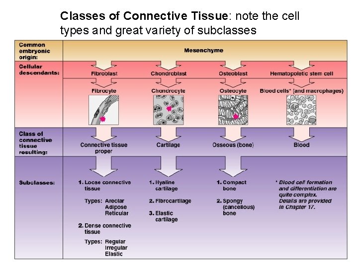 Classes of Connective Tissue: note the cell types and great variety of subclasses 