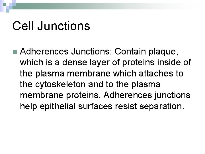 Cell Junctions n Adherences Junctions: Contain plaque, which is a dense layer of proteins