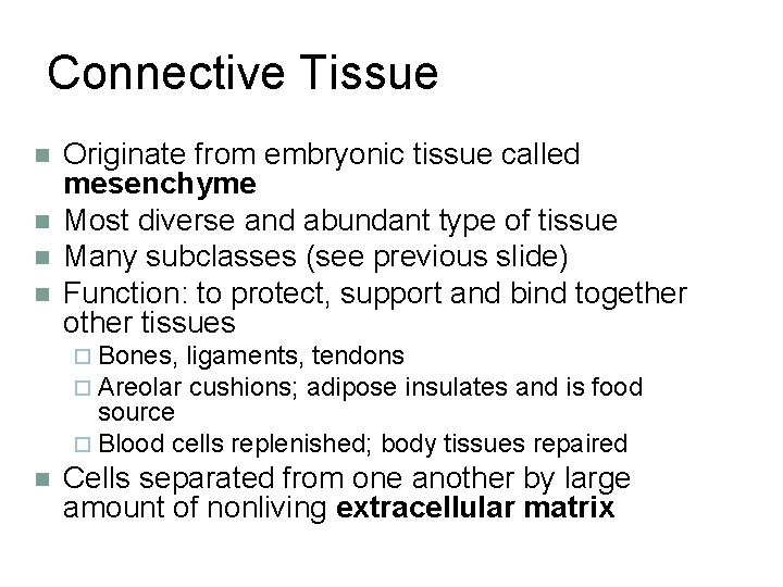 Connective Tissue n n Originate from embryonic tissue called mesenchyme Most diverse and abundant