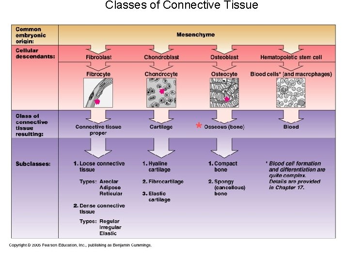 Classes of Connective Tissue * 