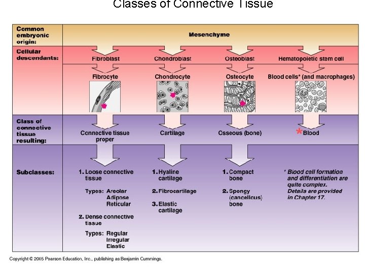 Classes of Connective Tissue * 