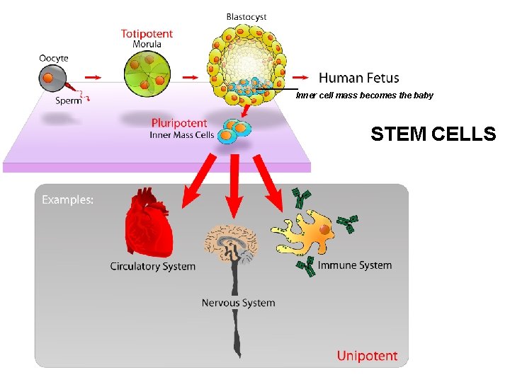STEM CELLS…. ______ Inner cell mass becomes the baby STEM CELLS 