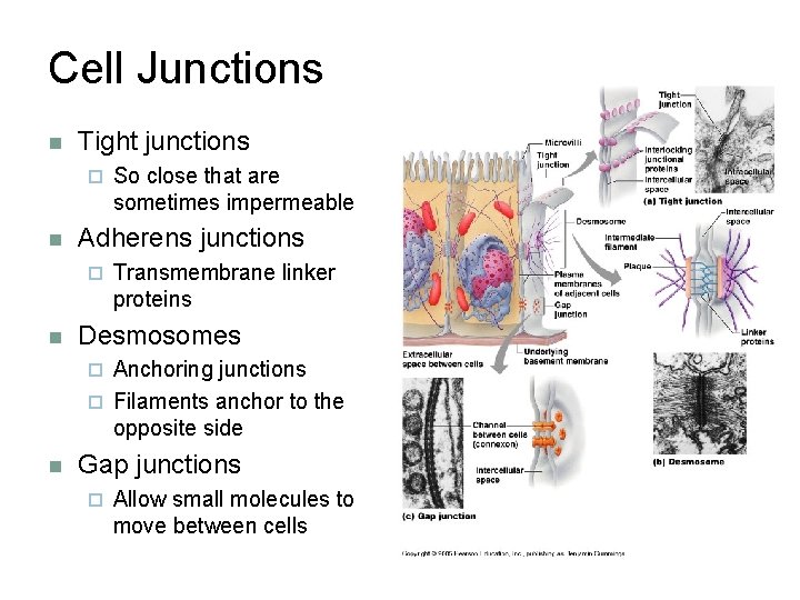 Cell Junctions n Tight junctions ¨ n Adherens junctions ¨ n So close that