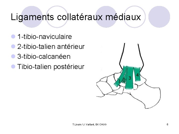 Ligaments collatéraux médiaux l 1 -tibio-naviculaire l 2 -tibio-talien antérieur l 3 -tibio-calcanéen l