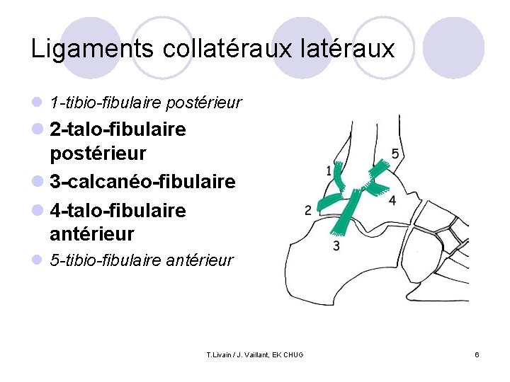 Ligaments collatéraux l 1 -tibio-fibulaire postérieur l 2 -talo-fibulaire postérieur l 3 -calcanéo-fibulaire l