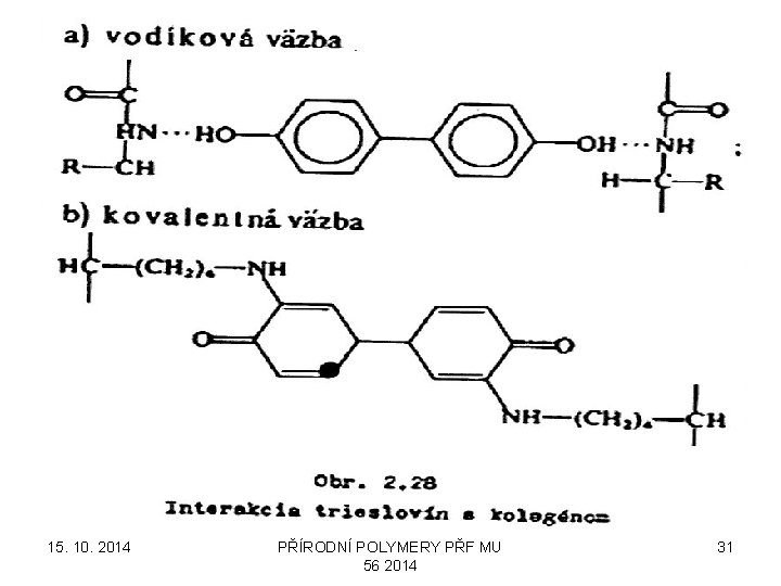 15. 10. 2014 PŘÍRODNÍ POLYMERY PŘF MU 56 2014 31 