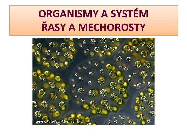 ORGANISMY A SYSTÉM ŘASY A MECHOROSTY 