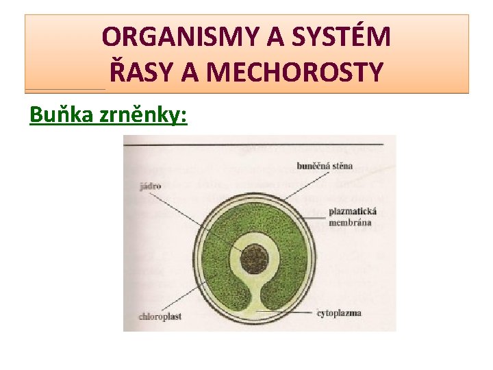 ORGANISMY A SYSTÉM ŘASY A MECHOROSTY Buňka zrněnky: 