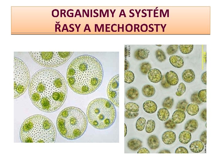 ORGANISMY A SYSTÉM ŘASY A MECHOROSTY 