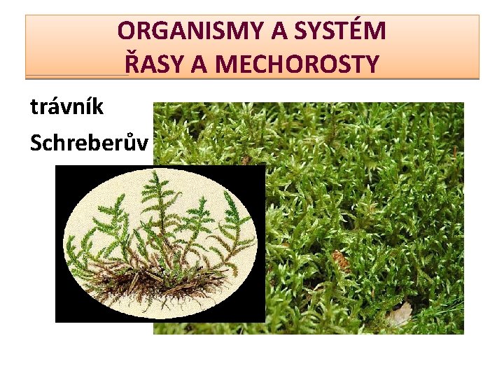 ORGANISMY A SYSTÉM ŘASY A MECHOROSTY trávník Schreberův 