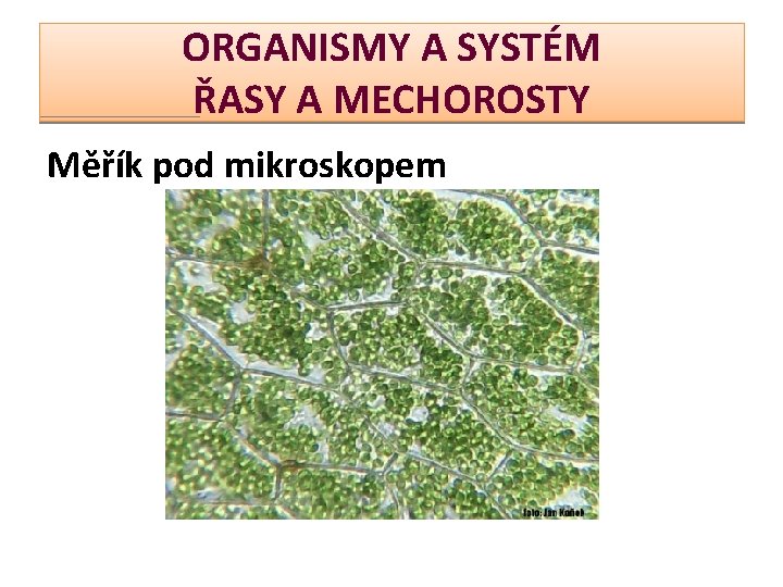 ORGANISMY A SYSTÉM ŘASY A MECHOROSTY Měřík pod mikroskopem 