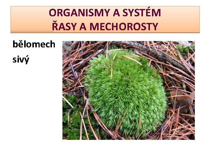 ORGANISMY A SYSTÉM ŘASY A MECHOROSTY bělomech sivý 