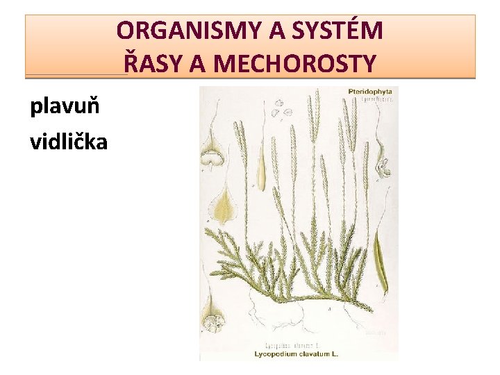 ORGANISMY A SYSTÉM ŘASY A MECHOROSTY plavuň vidlička 