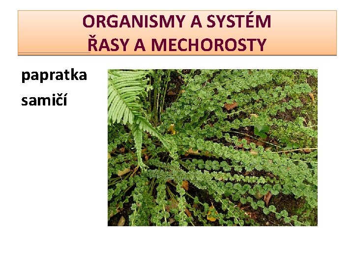 ORGANISMY A SYSTÉM ŘASY A MECHOROSTY papratka samičí 