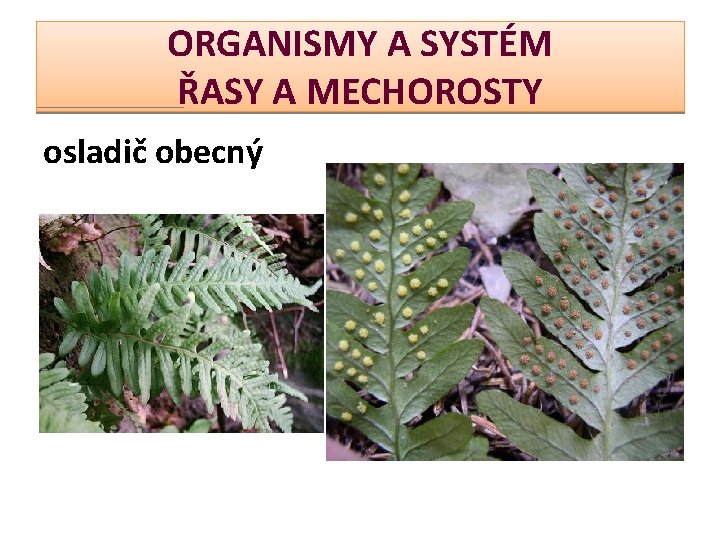 ORGANISMY A SYSTÉM ŘASY A MECHOROSTY osladič obecný 