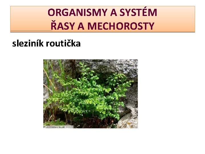 ORGANISMY A SYSTÉM ŘASY A MECHOROSTY sleziník routička 