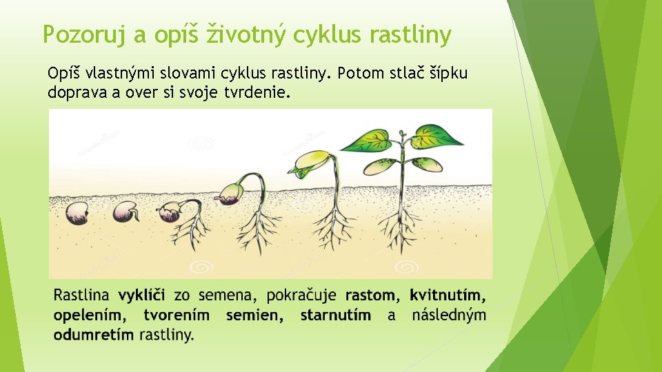 Pozoruj a opíš životný cyklus rastliny Opíš vlastnými slovami cyklus rastliny. Potom stlač šípku