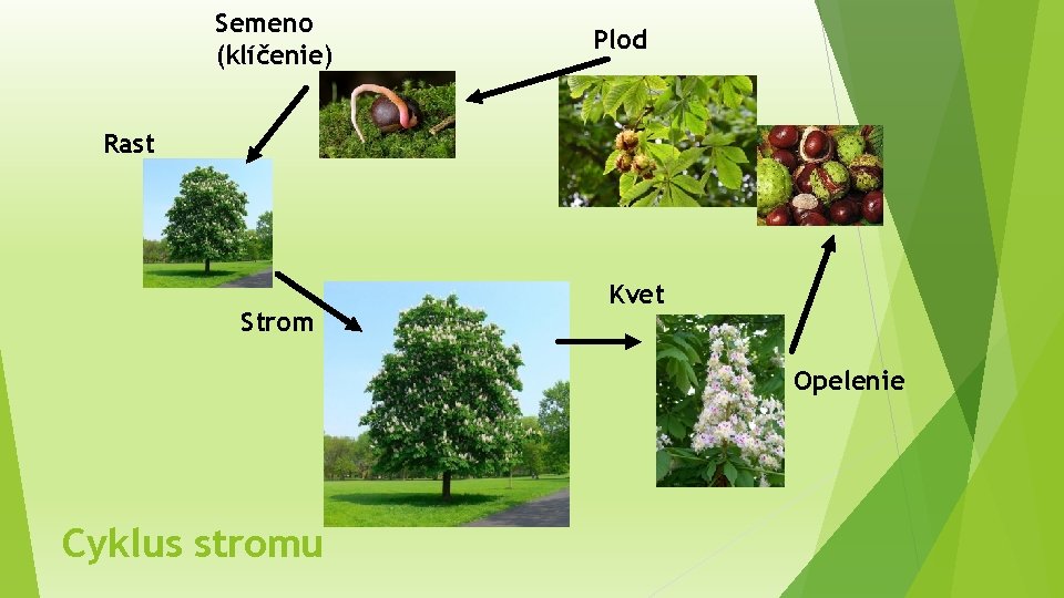 Semeno (klíčenie) Plod Rast Strom Kvet Opelenie Cyklus stromu 