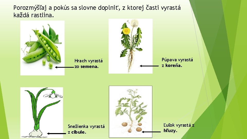 Porozmýšľaj a pokús sa slovne doplniť, z ktorej časti vyrastá každá rastlina. Hrach vyrastá