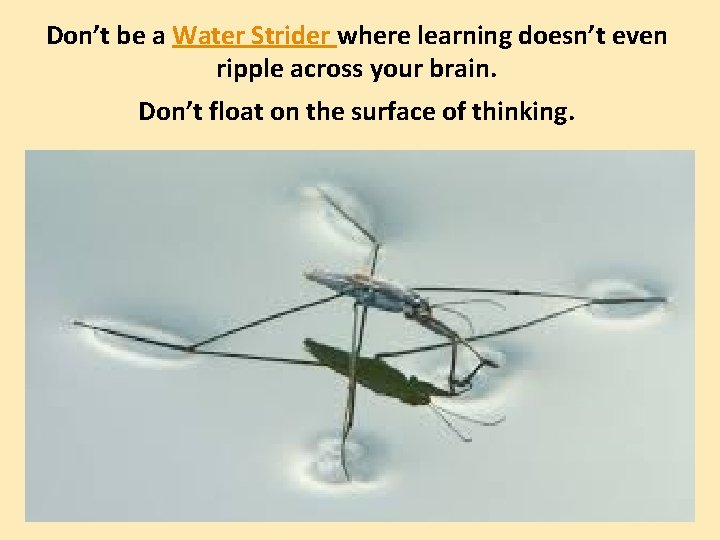 Don’t be a Water Strider where learning doesn’t even ripple across your brain. Don’t