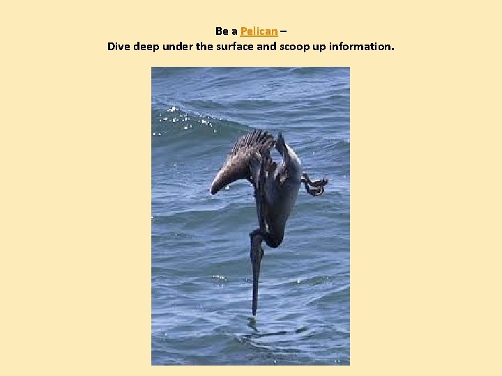 Be a Pelican – Dive deep under the surface and scoop up information. 