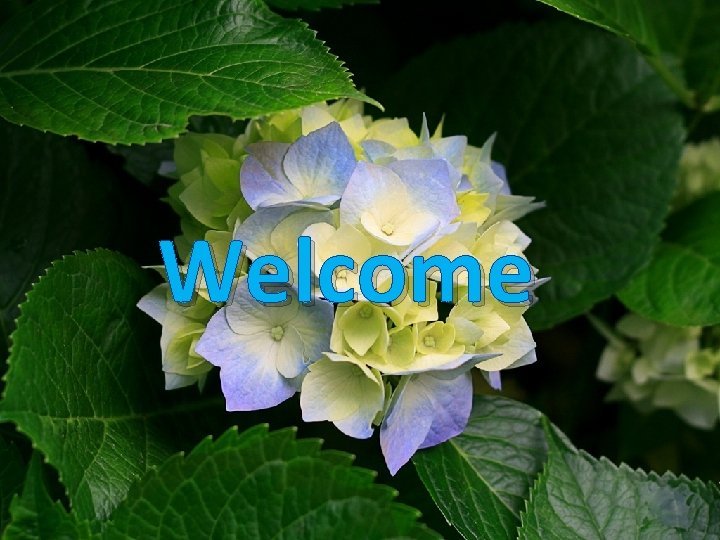 Welcome 