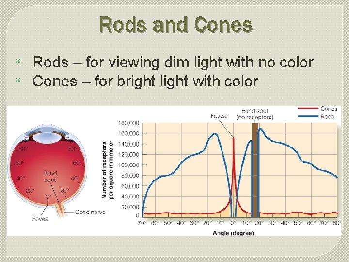 Rods and Cones } } Rods – for viewing dim light with no color