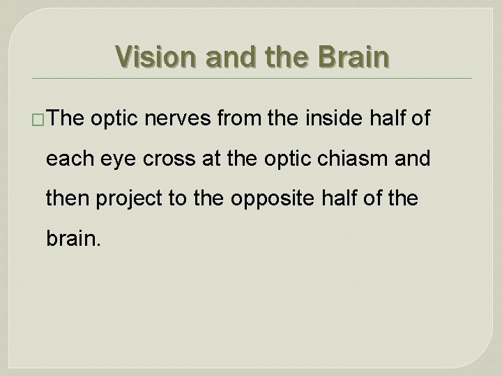 Vision and the Brain �The optic nerves from the inside half of each eye