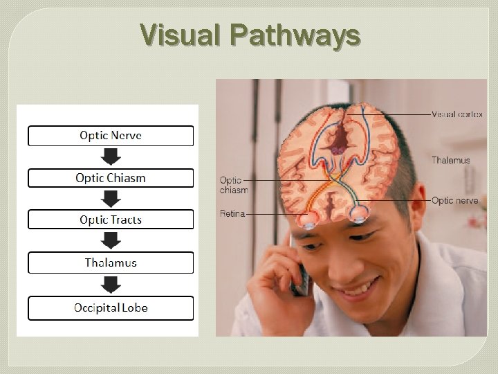 Visual Pathways 