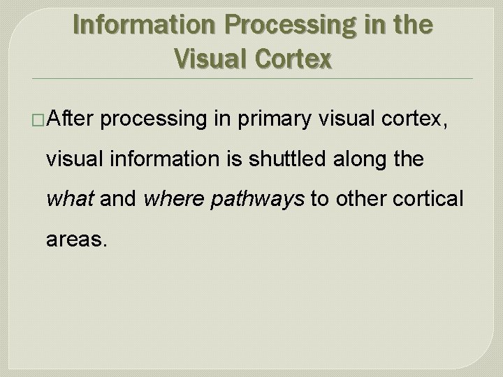 Information Processing in the Visual Cortex �After processing in primary visual cortex, visual information