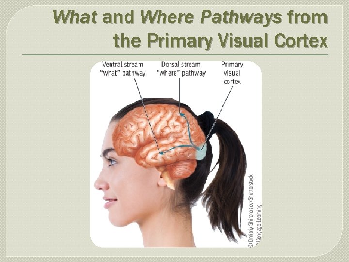 What and Where Pathways from the Primary Visual Cortex 