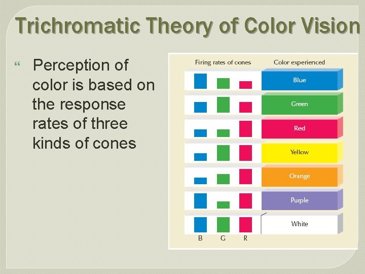 Trichromatic Theory of Color Vision } Perception of color is based on the response