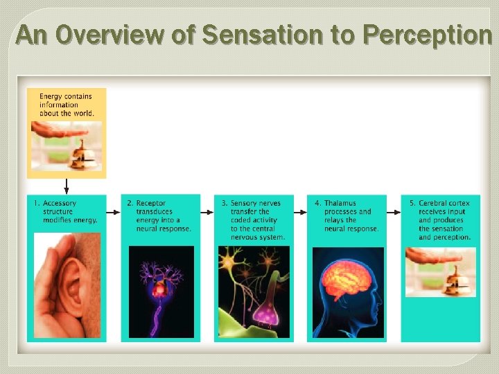 An Overview of Sensation to Perception 