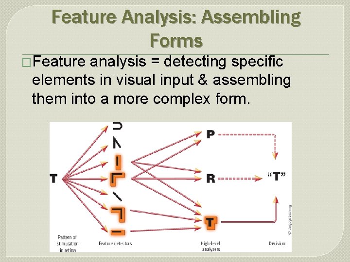 Feature Analysis: Assembling Forms �Feature analysis = detecting specific elements in visual input &