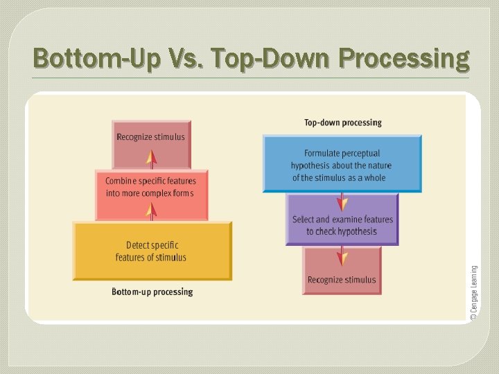 Bottom-Up Vs. Top-Down Processing 