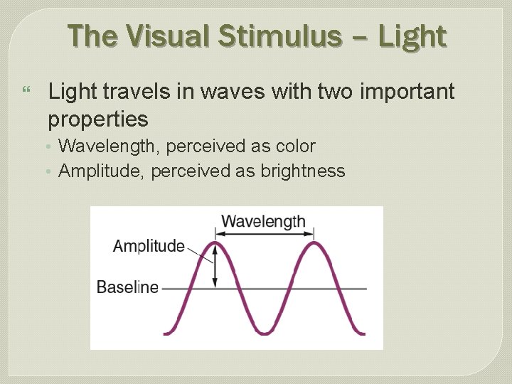 The Visual Stimulus – Light } Light travels in waves with two important properties