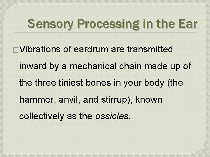 Sensory Processing in the Ear �Vibrations of eardrum are transmitted inward by a mechanical