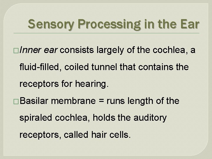 Sensory Processing in the Ear �Inner ear consists largely of the cochlea, a fluid-filled,