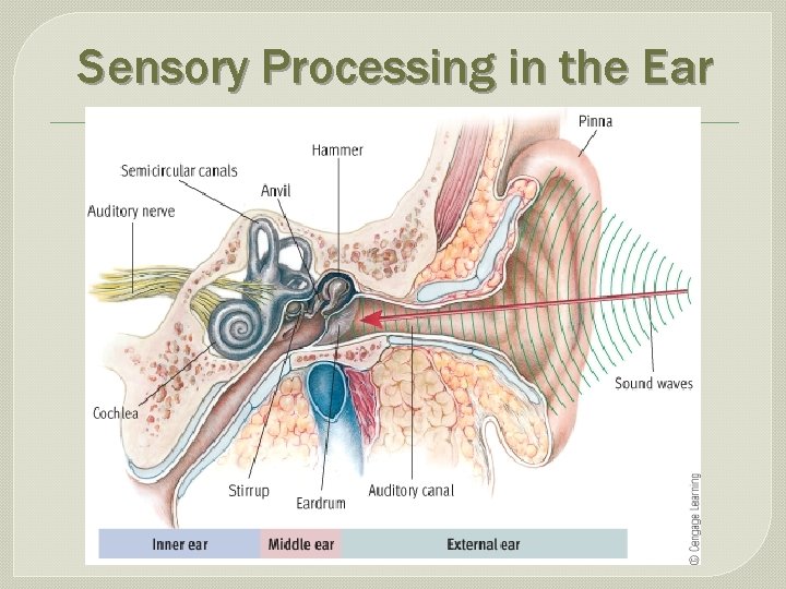 Sensory Processing in the Ear 