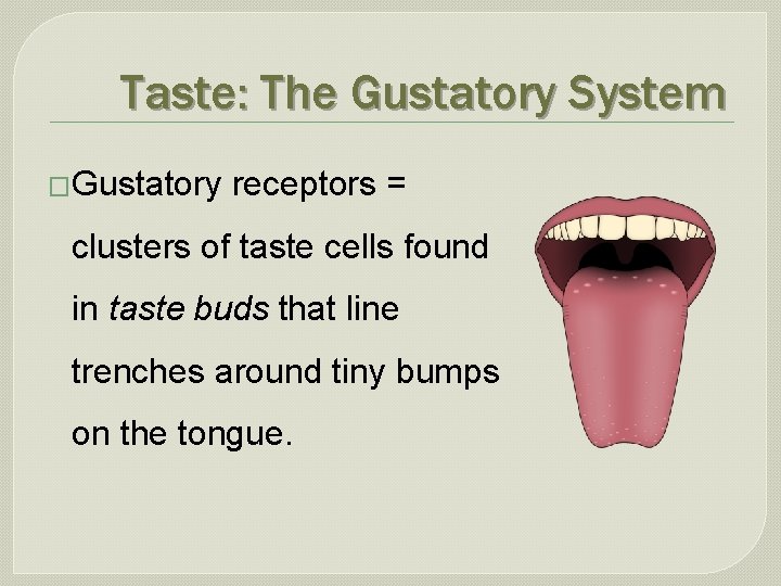 Taste: The Gustatory System �Gustatory receptors = clusters of taste cells found in taste