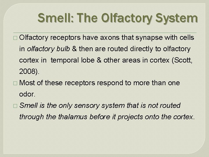 Smell: The Olfactory System � Olfactory receptors have axons that synapse with cells in