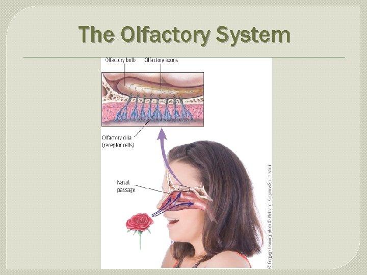 The Olfactory System 